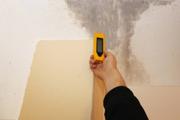 Best Mold-Related Health Consultation  in New Stanton, PA