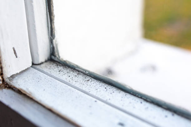 Best Emergency Mold Remediation  in New Stanton, PA