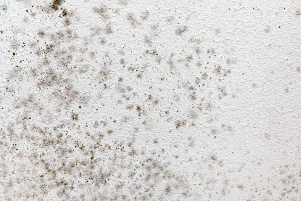 Reliable New Stanton, PA Mold Removal Solutions
