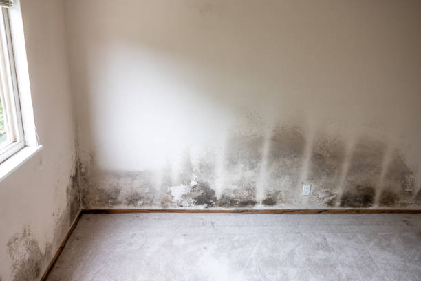 Best Basement Mold Removal  in New Stanton, PA