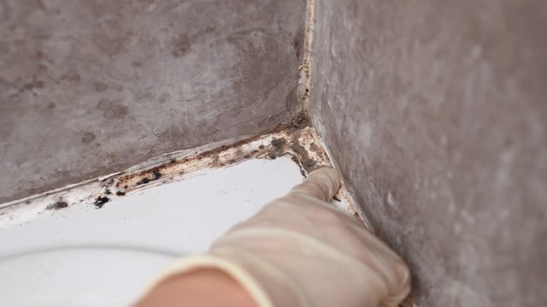 Best Mold Damage Restoration  in New Stanton, PA
